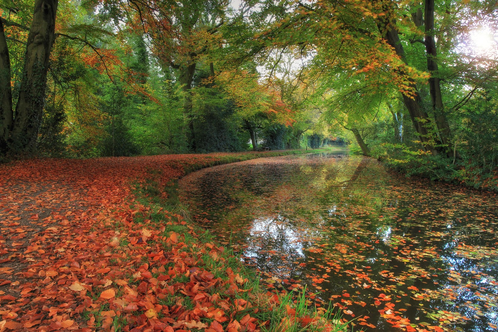 Une vue d'une rivière entourée d'arbres avec des feuilles sur le sol (automne, boisé, à feuilles caduques, réserve naturelle, nature)