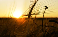 Goldene Morgenröte über Weizenfeldern