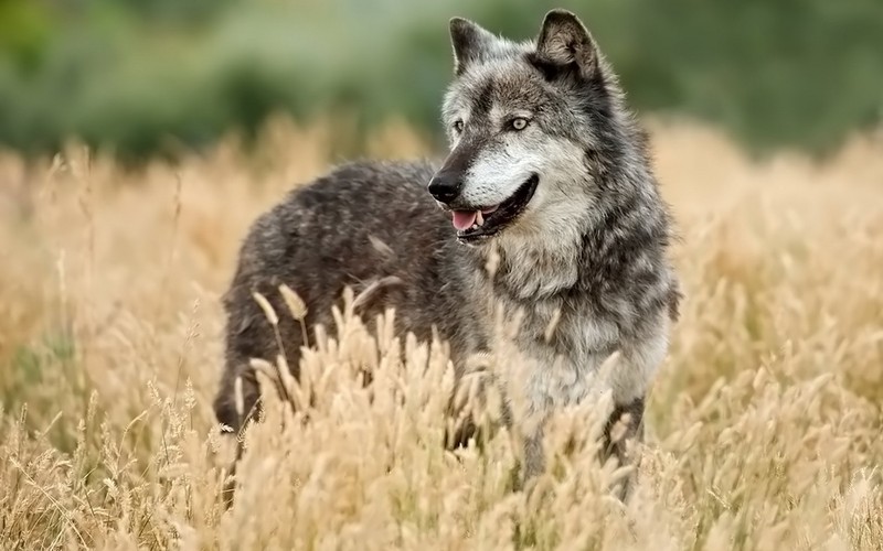 Ein wolf steht in einem feld mit hohem gras (sicht, jagd, wildleben)