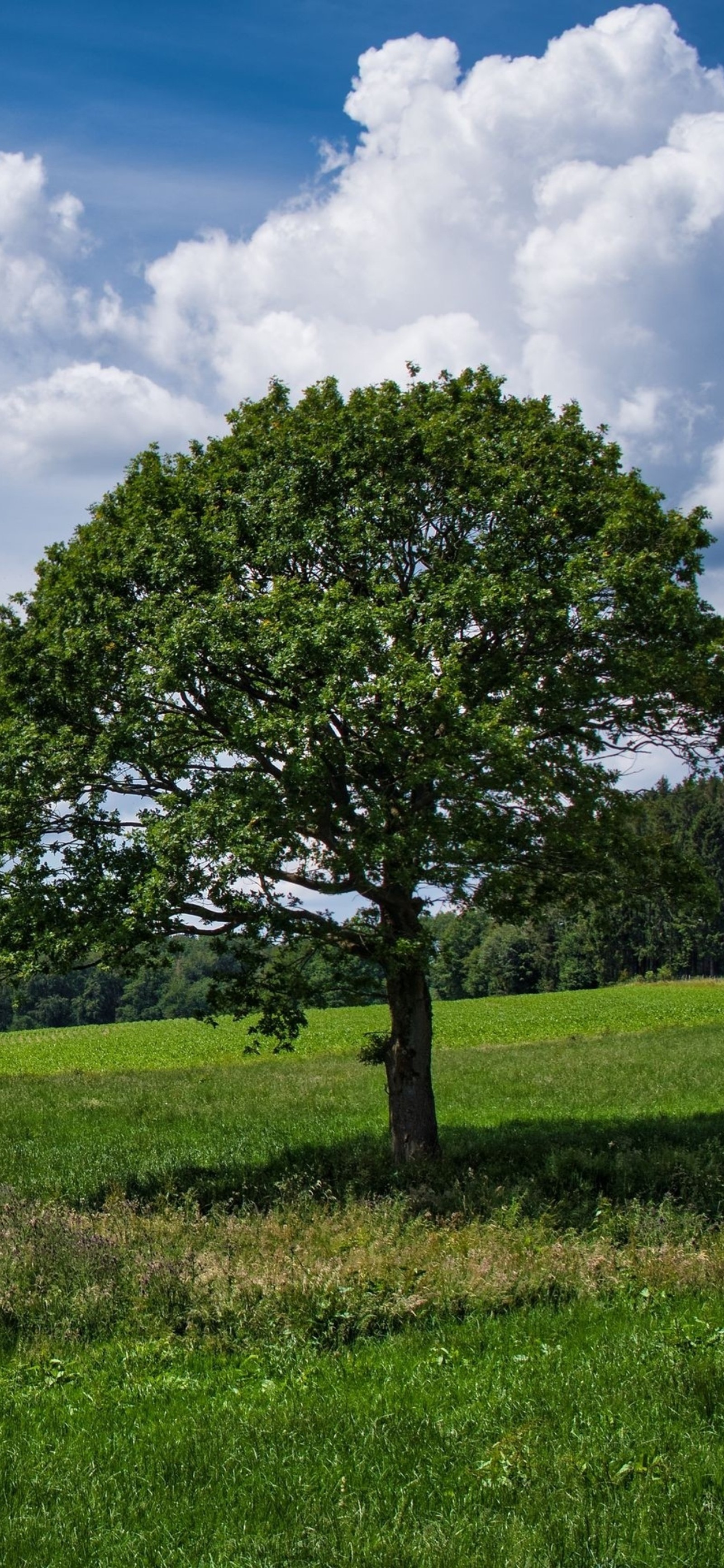 Há uma vaca em pé em um campo sob uma árvore (nuvem, planta, paisagem natural, ramo, árvore)