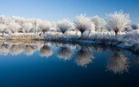 Mit Frost bedeckte Bäume, die sich in einem ruhigen Wintergewässer spiegeln