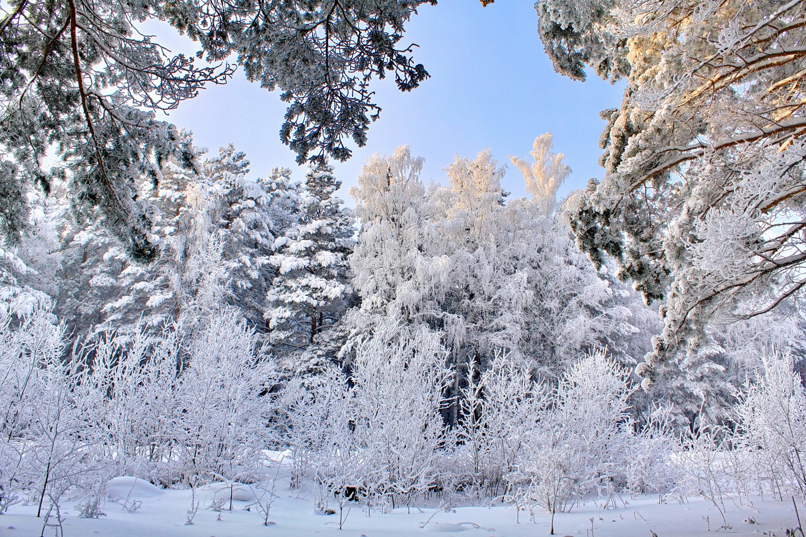 Arbres couverts de neige et de glace dans une forêt avec un ciel bleu (hiver, neige, givre, arbre, gel)