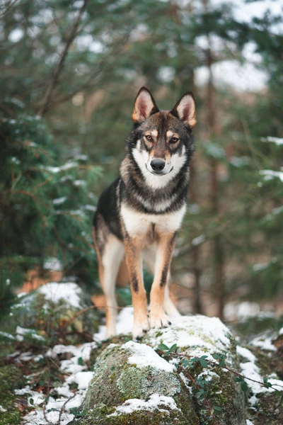 сарлуосская волкособака, чехословацкая волкодав, волкособ, порода собак, canidae