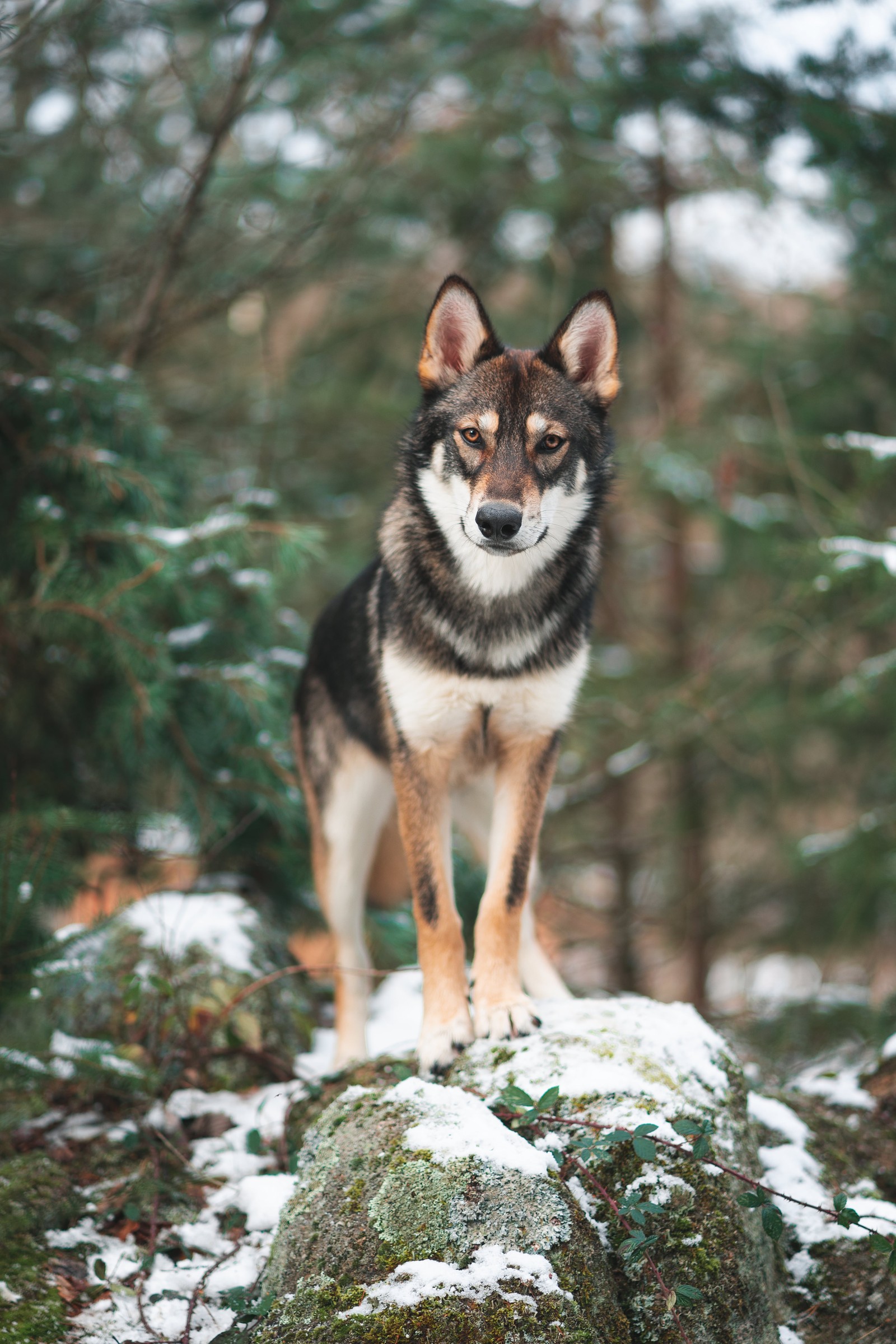 Um cachorro em pé sobre uma pedra na floresta (cão lobo de saarloos, cão lobo checoslovaco, cão lobo, raça de cachorro, canidae)