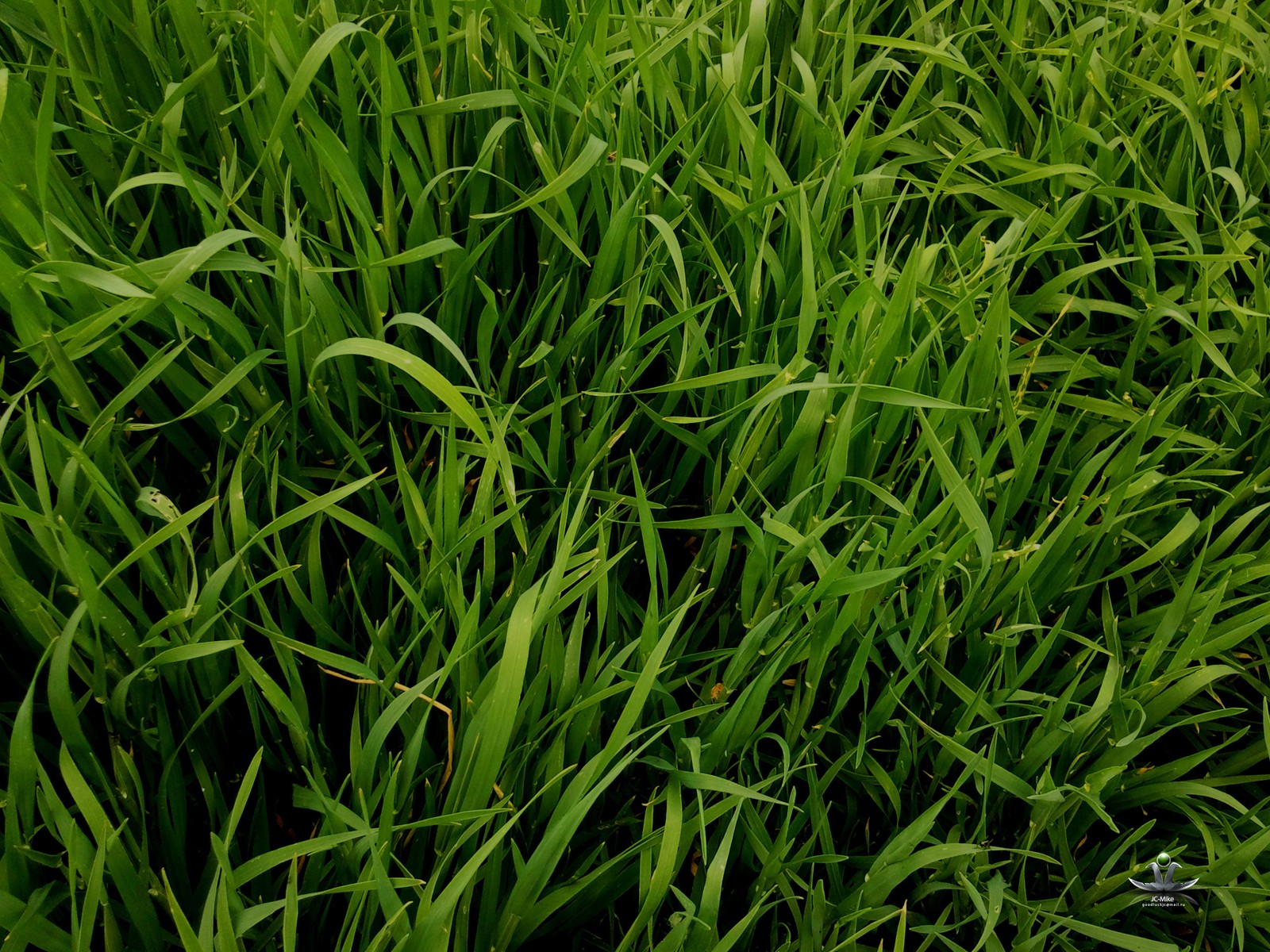 sweet grass, song, grass, plant, grass family wallpaper