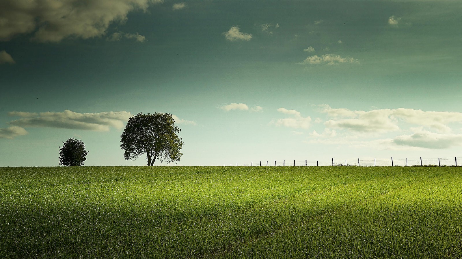 There is a lone tree in a field of green grass (grassland, tree, green, nature, field)