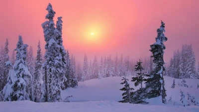 Winters Umarmung: Sonnige, frostige Tannenbäume in einer verschneiten Landschaft