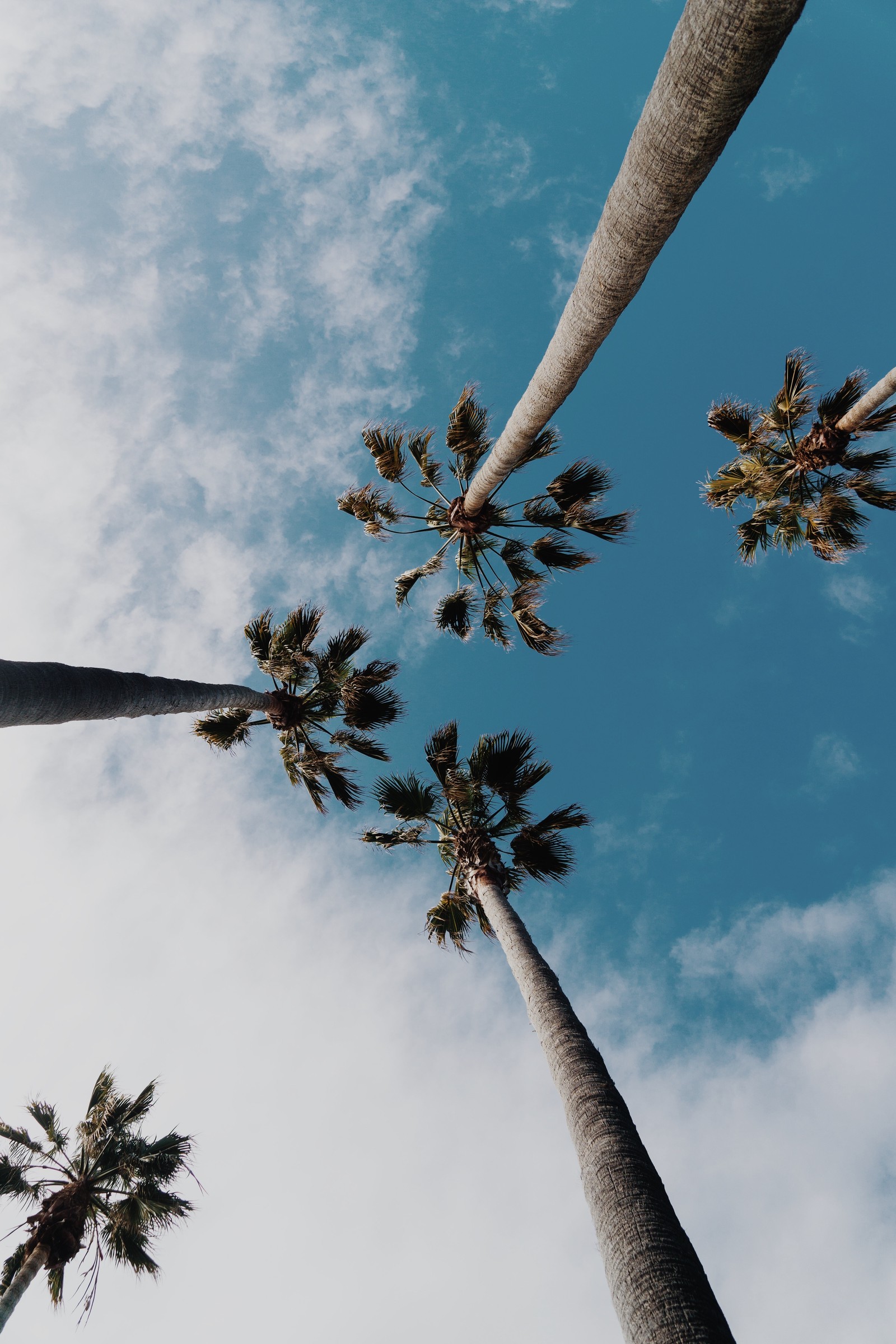 palm trees, tree, cloud, daytime, nature wallpaper