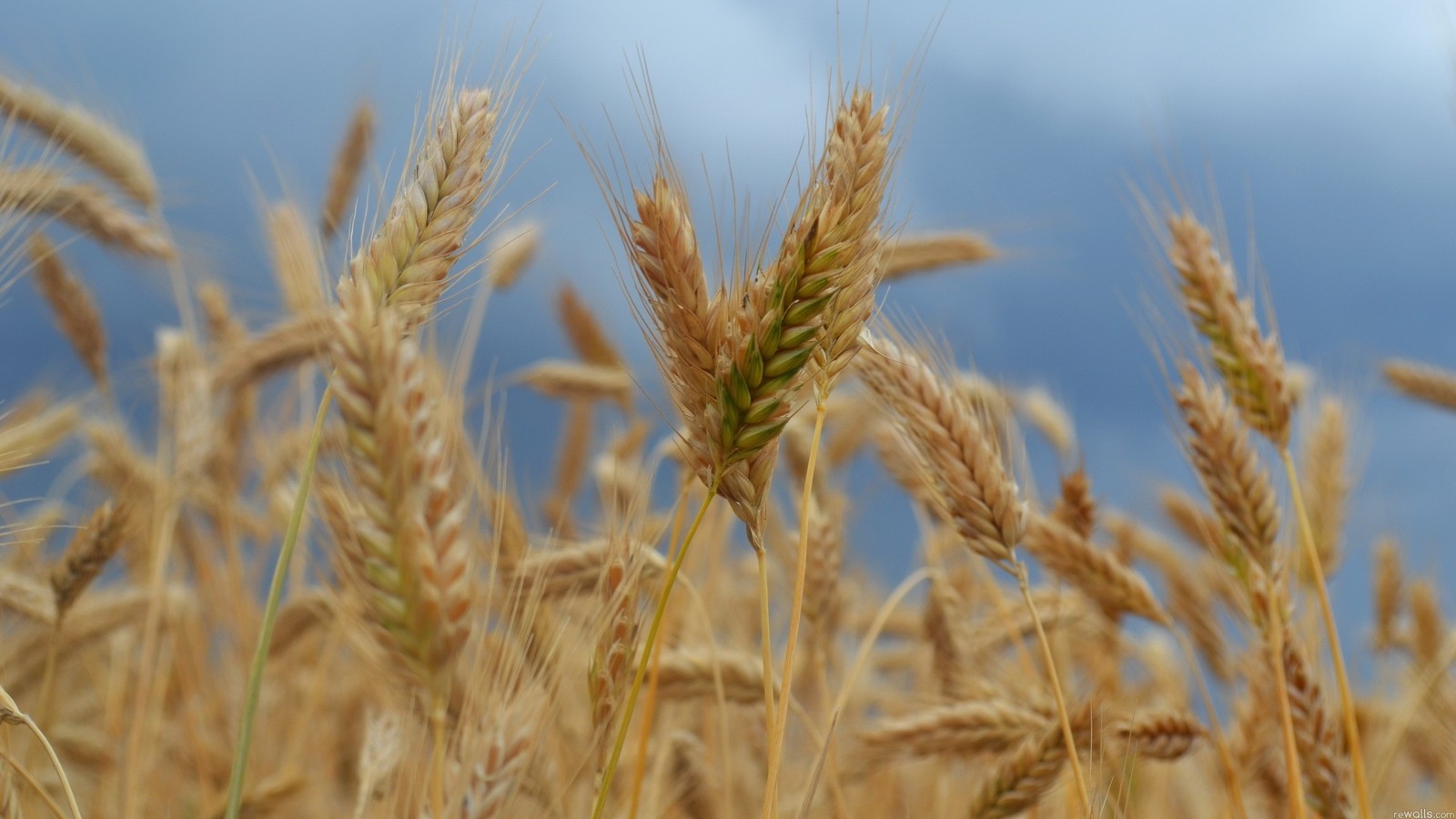 Un primer plano de un campo de trigo con un cielo nublado de fondo (trigo, cereal, centeno, triticale, grano alimenticio)