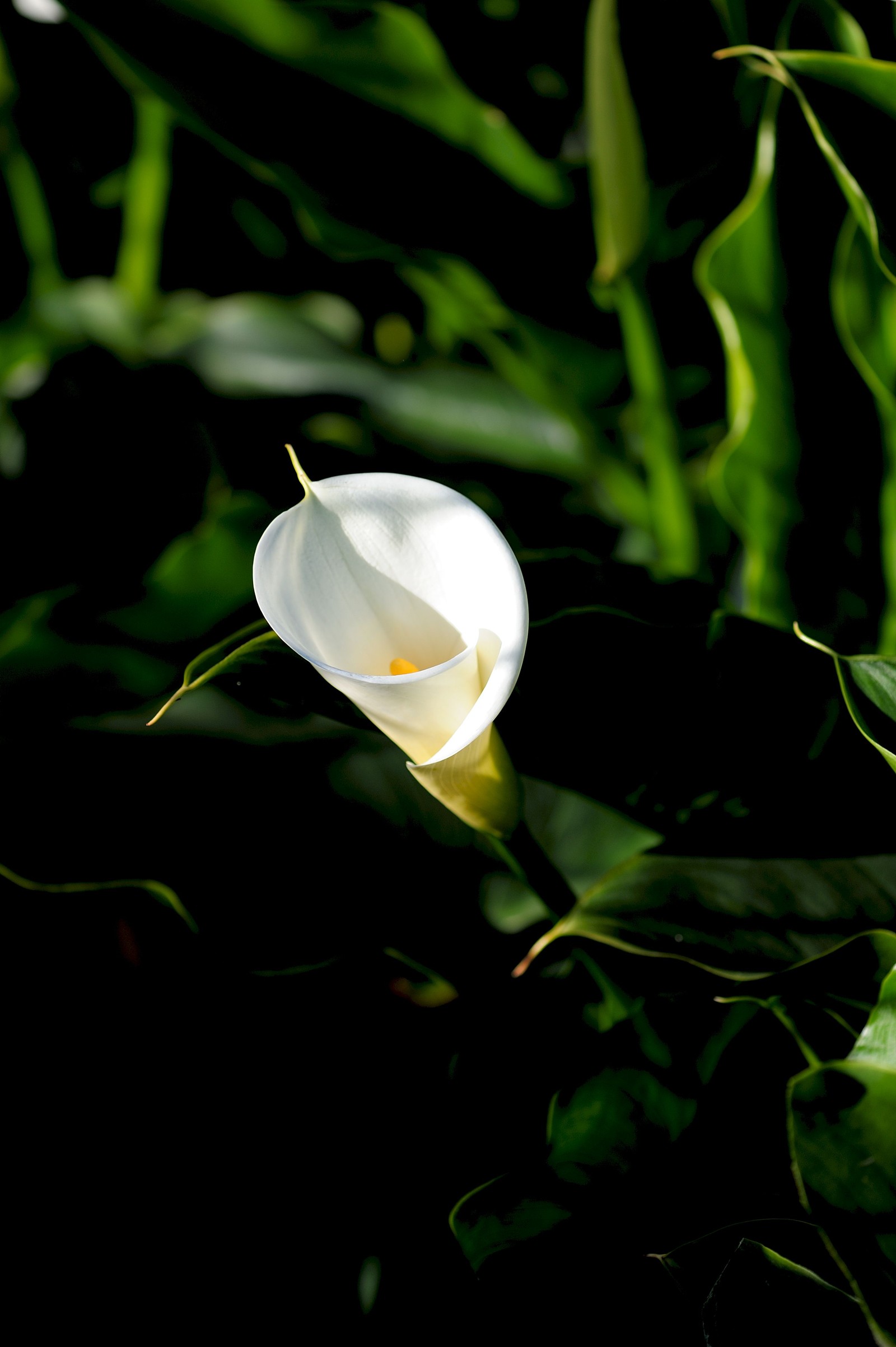 Une fleur blanche qui pousse dans l'herbe (fleur, plante à fleurs, blanc, plante, botanique)