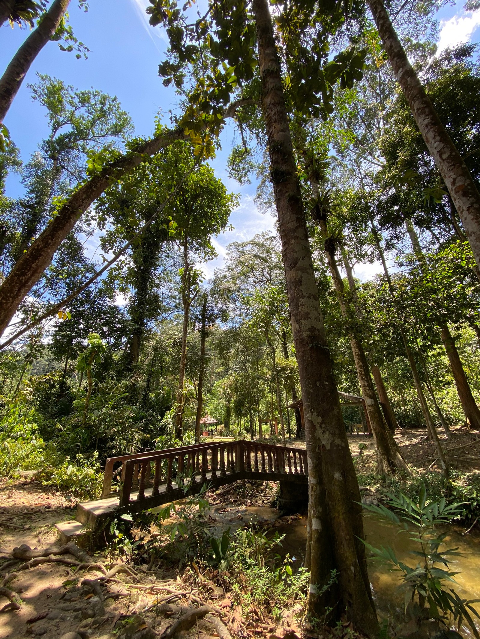 Il y a un pont en bois qui enjambe un ruisseau dans les bois (végétation, biome, forêt tropicale, jungle, nature)