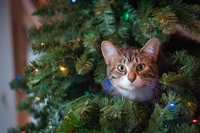 Gato atigrado curioso asomándose de un árbol de Navidad