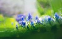 Bluebonnets florecientes en un vibrante paisaje de primavera