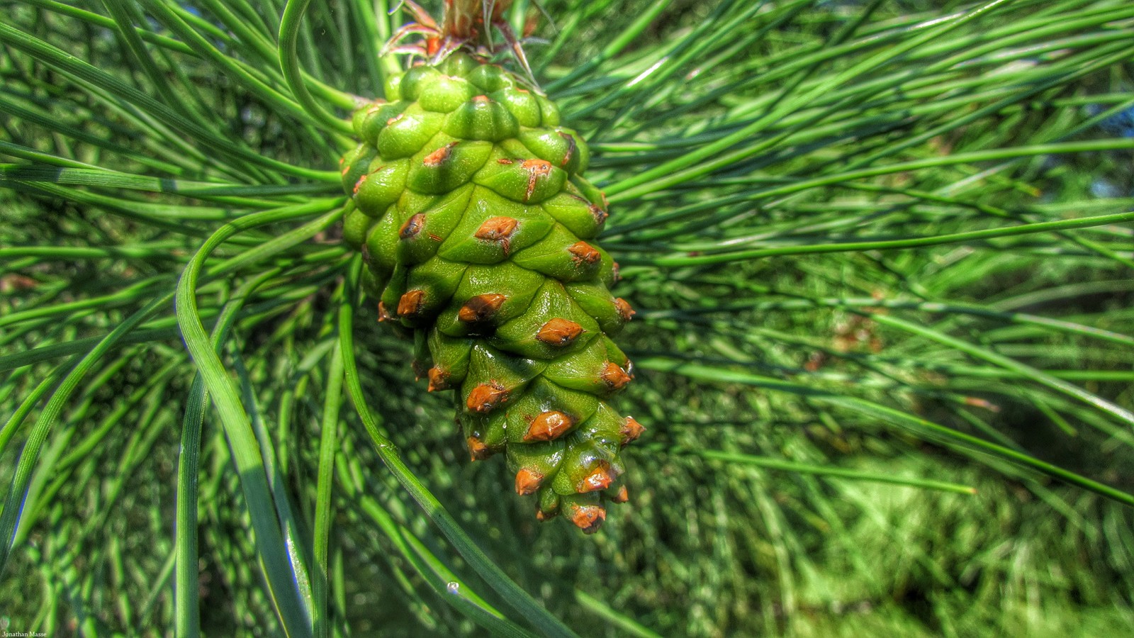 Gros plan d'un cône de pin sur un pin (pinheiro, épicéa, cône de conifère, pignon, plante)