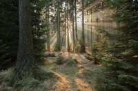 A luz do sol filtra através de uma serena floresta de abetos e firs