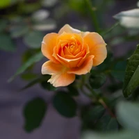 Vibrant yellow cabbage rose blooming amidst lush green foliage.