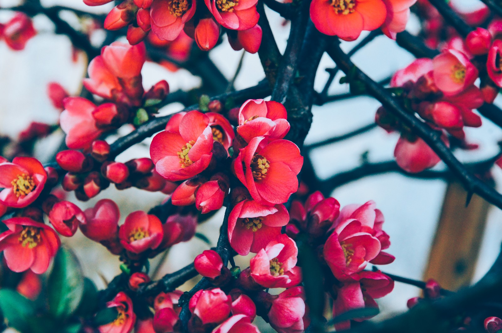 A close up of a bunch of red flowers on a tree (blossom, flower, cherry blossom, red, pink)