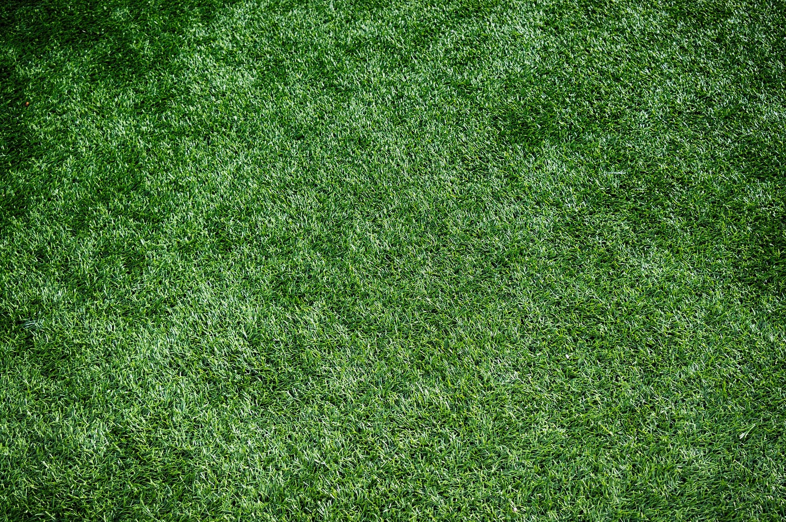 Primer plano de un campo de hierba verde con un frisbee rojo (cesped, césped artificial, verde, pasto, vegetación)