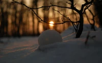 Coucher de soleil d'hiver : Un paysage enneigé illuminé par la lumière du soir