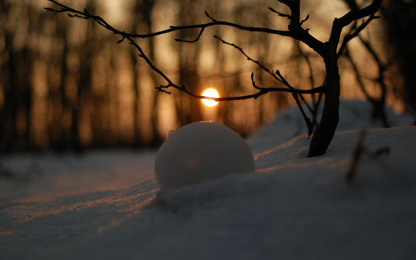 Baixar papel de parede inverno, neve, por do sol, ramo, natureza