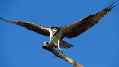 Águila pescadora con alas extendidas posada en una rama de árbol