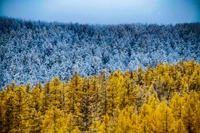 tree, nature, yellow, larch, wilderness wallpaper