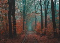 baum, wald, natur, waldland, natürliche landschaft