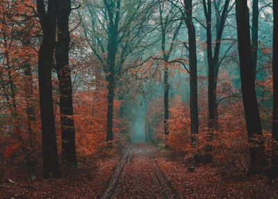 arbre, forêt, nature, boisé, paysage naturel