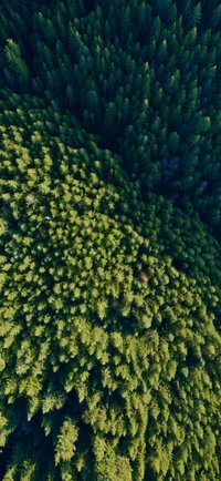 Comunidade vegetal terrestre verde exuberante de cima