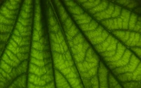 Close-Up of Intricate Green Leaf Patterns