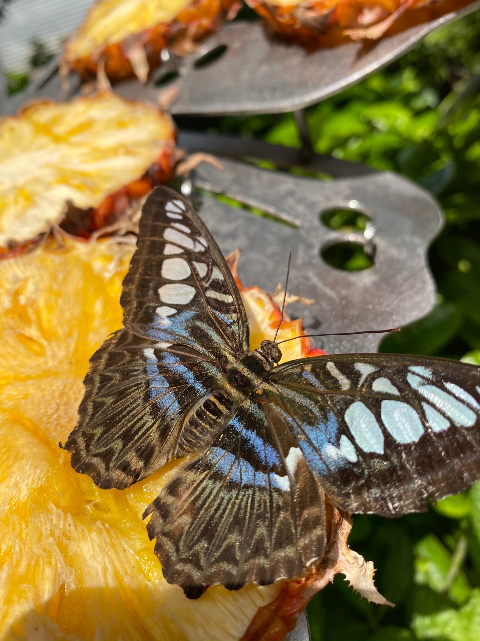 Il y a un papillon qui est assis sur un morceau de fruit (papillon de nuit, insecte, arthropode, invertébré, pollinisateur)