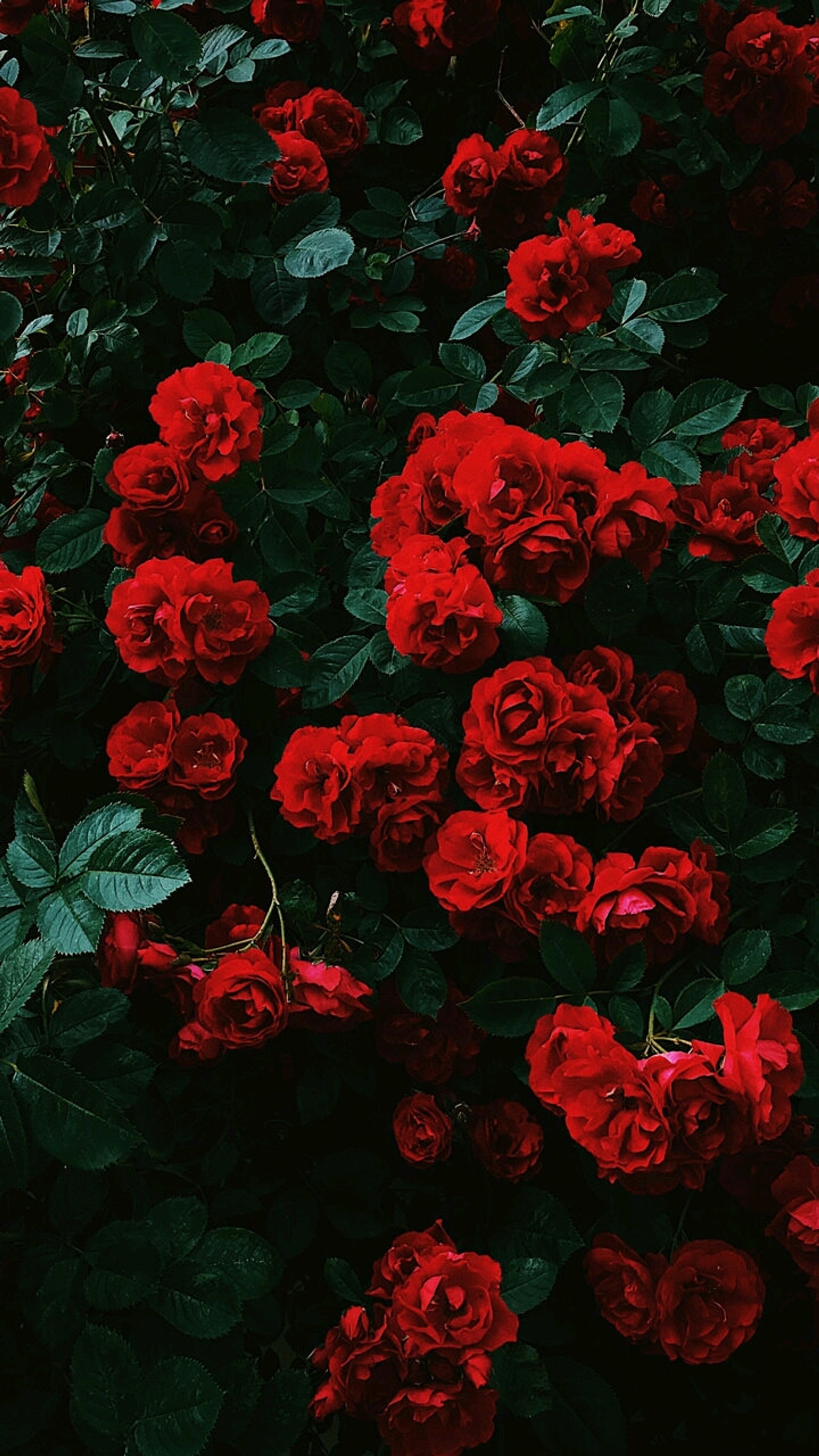 Il y a beaucoup de roses rouges qui poussent dans un buisson avec des feuilles vertes (rose, photos)