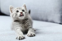 cat, cats, cute, god, kitten wallpaper