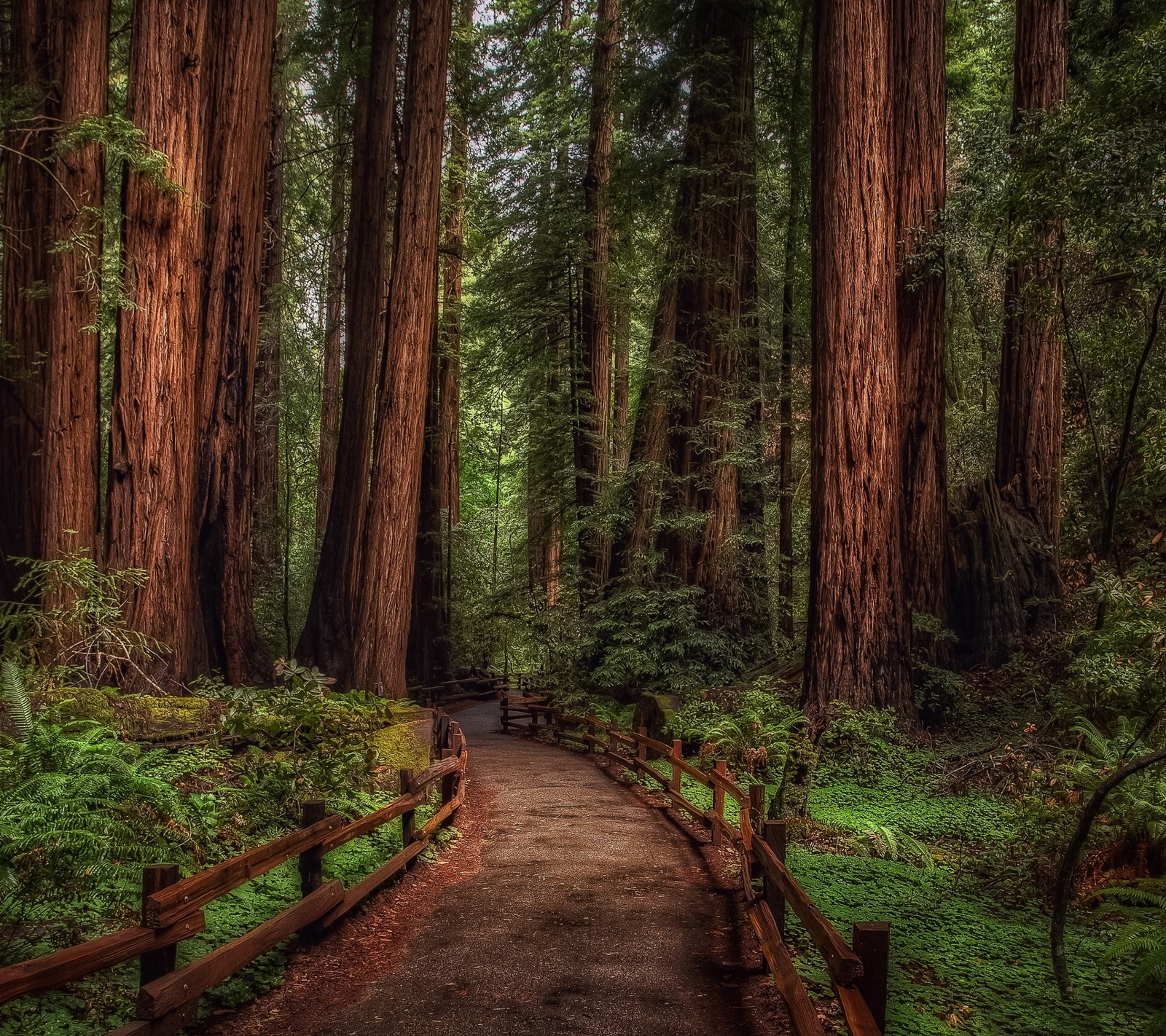 A close up of a path through a forest with a bench (forest, path, redwood, road, tree)