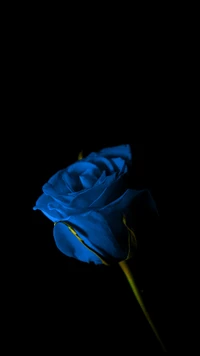 beauty, black background, blue rose, flower, rose