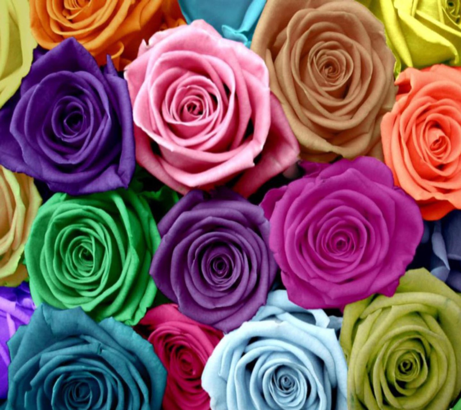 Un primer plano de un ramo de rosas coloridas (genial, amor)