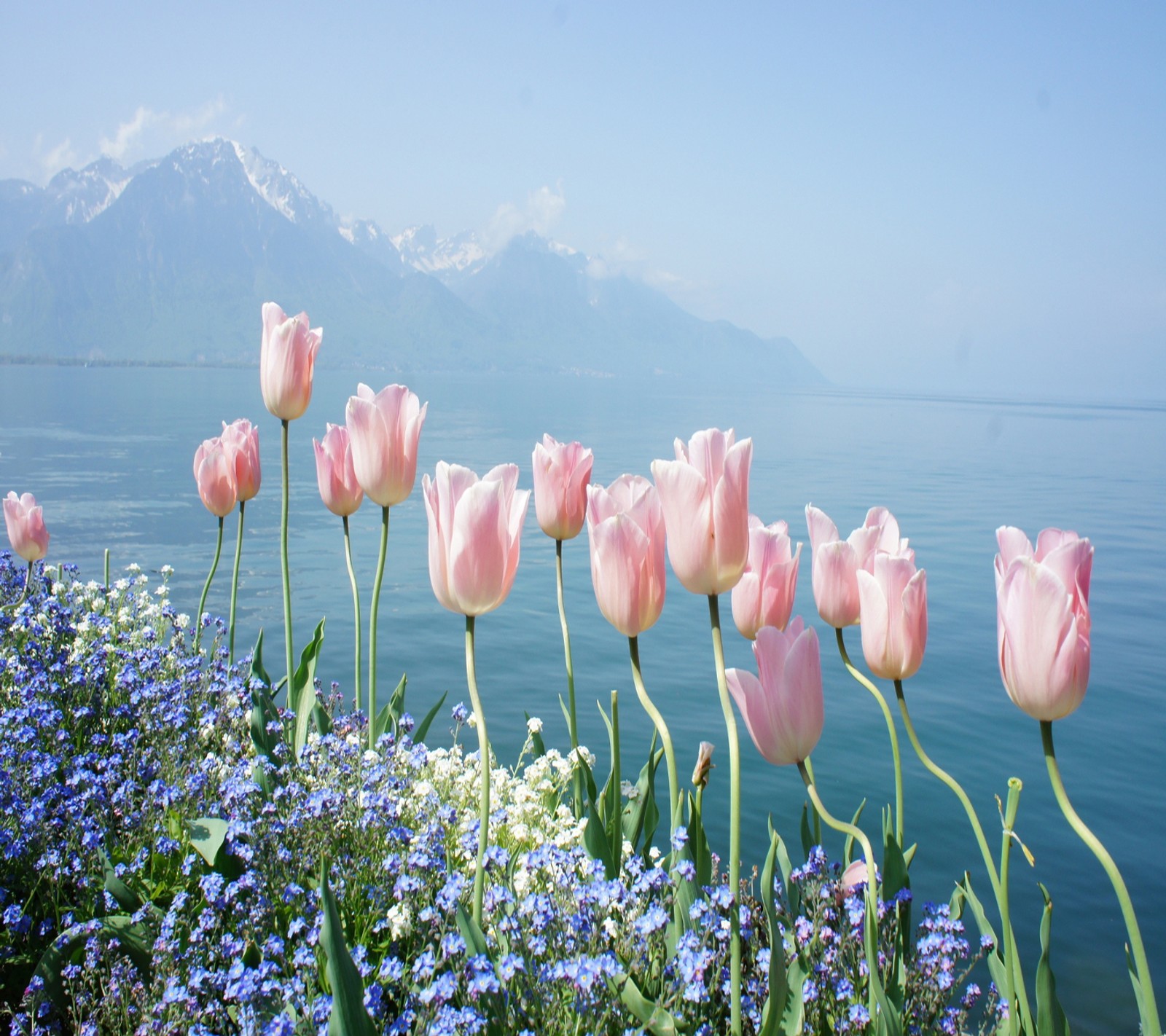 Lade schön, blumen Hintergrund herunter