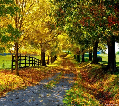 Malerischer Herbstweg gesäumt von lebhaften Bäumen