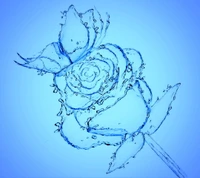 blue, butterfly, drops, flower, rose wallpaper