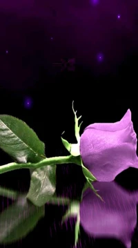 fleur, nature, violet, rose