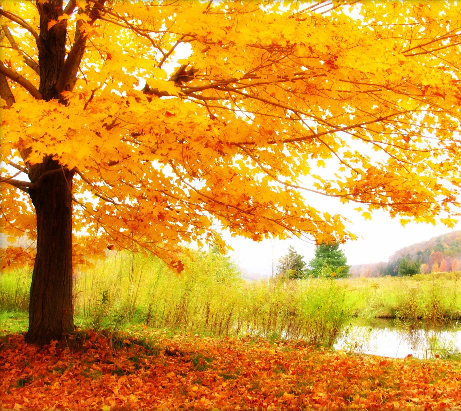 Arafed tree with yellow leaves and a pond in the background (fall, nature, season, tree)