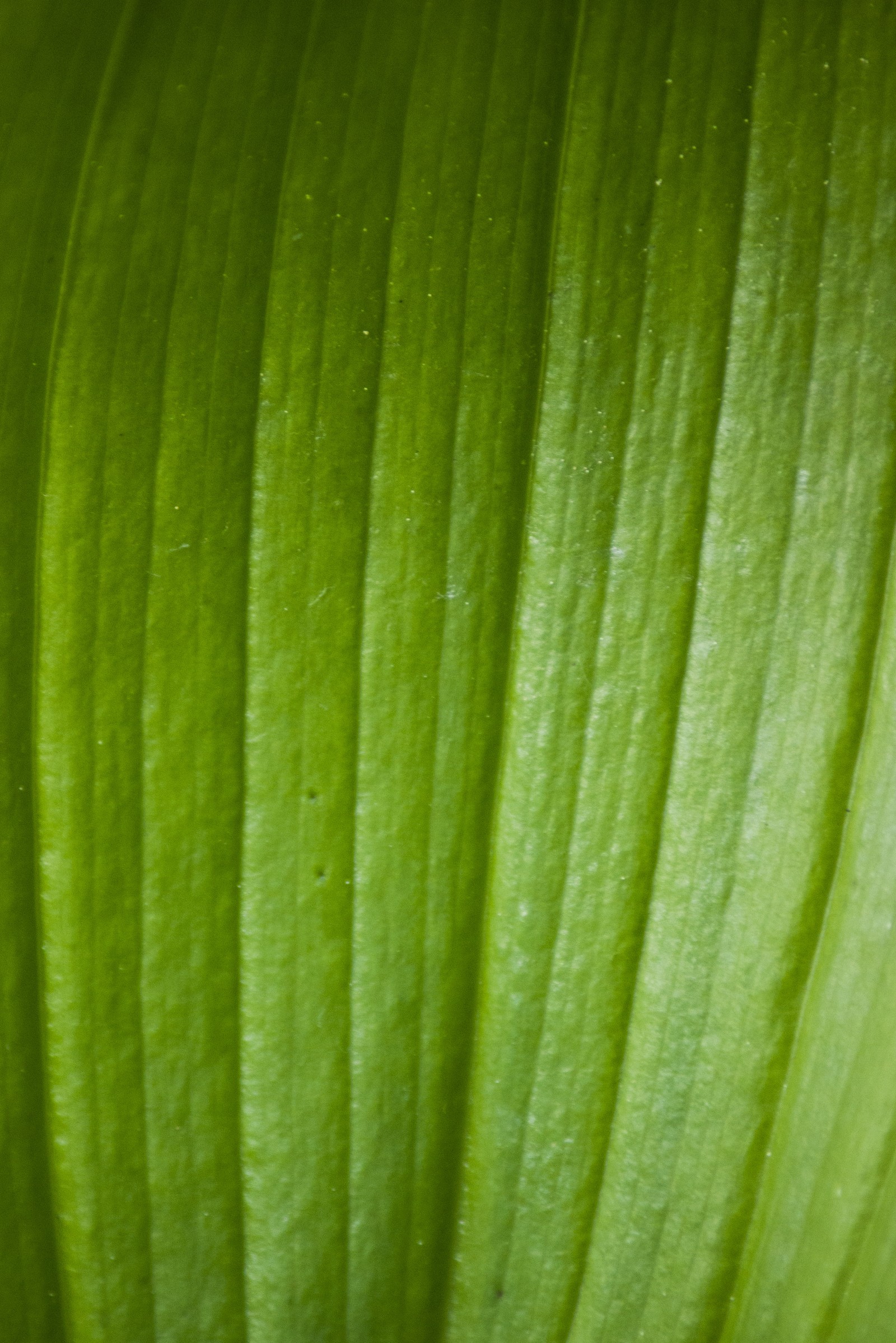 Um close de uma folha verde com fundo branco (verde, folha, linhas, natureza, planta)