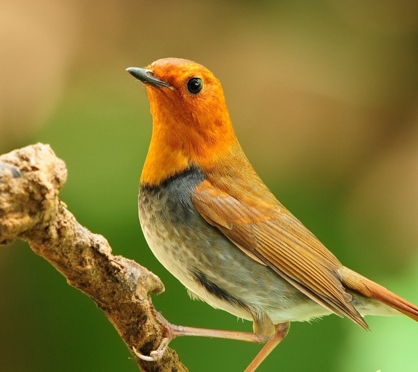 Ein kleiner vogel sitzt auf einem zweig (tiere, vogel, haustiere)