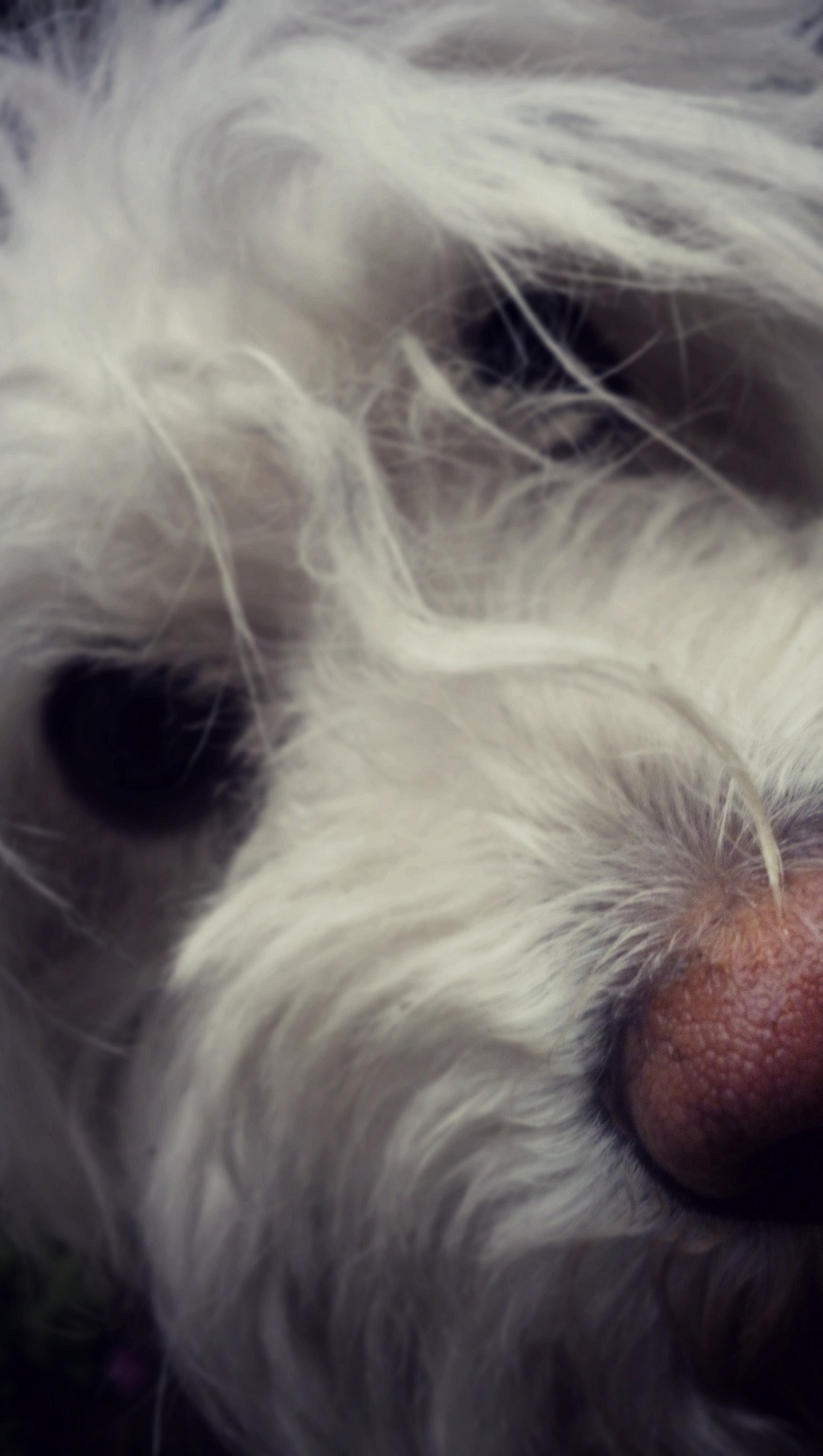 Hay un perro blanco con una nariz rosa y una nariz negra (lindo, perro, fondo de pantalla, pelaje blanco)