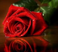 Vibrant Red Rose with Dew Drops on a Reflective Surface