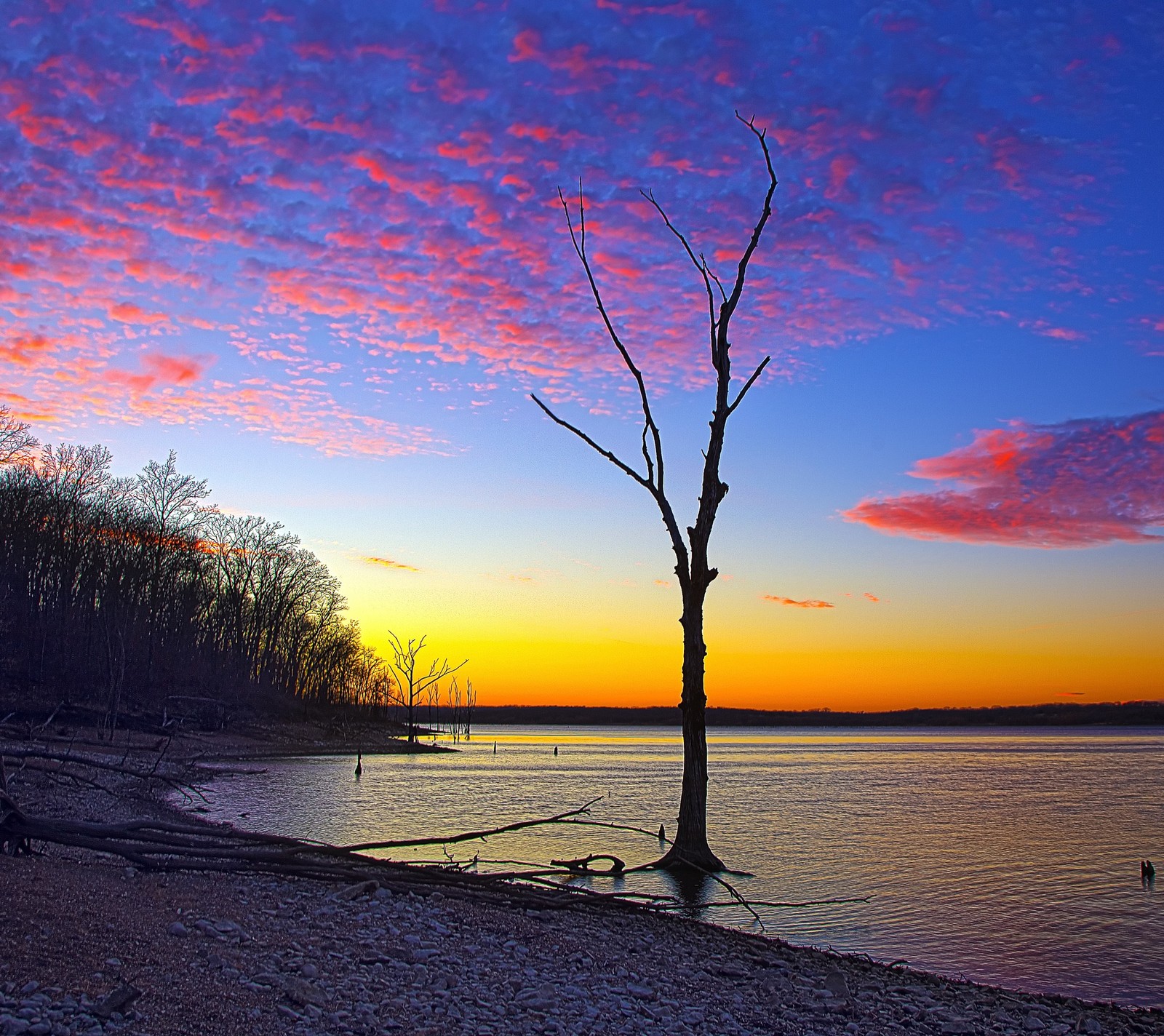 Uma árvore árabe na margem de um lago ao pôr do sol (nuvem, anoitecer, lago, céu, por do sol)