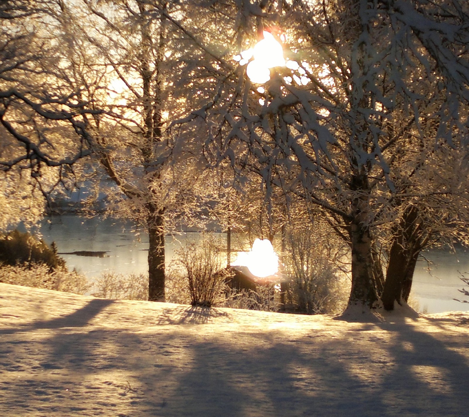 Snowy trees and a lake in the background with the sun shining through the trees (nature, scene, winter)