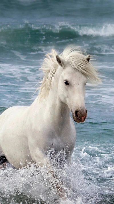 cavalo, cavalos, unicórnio, imagem, branco