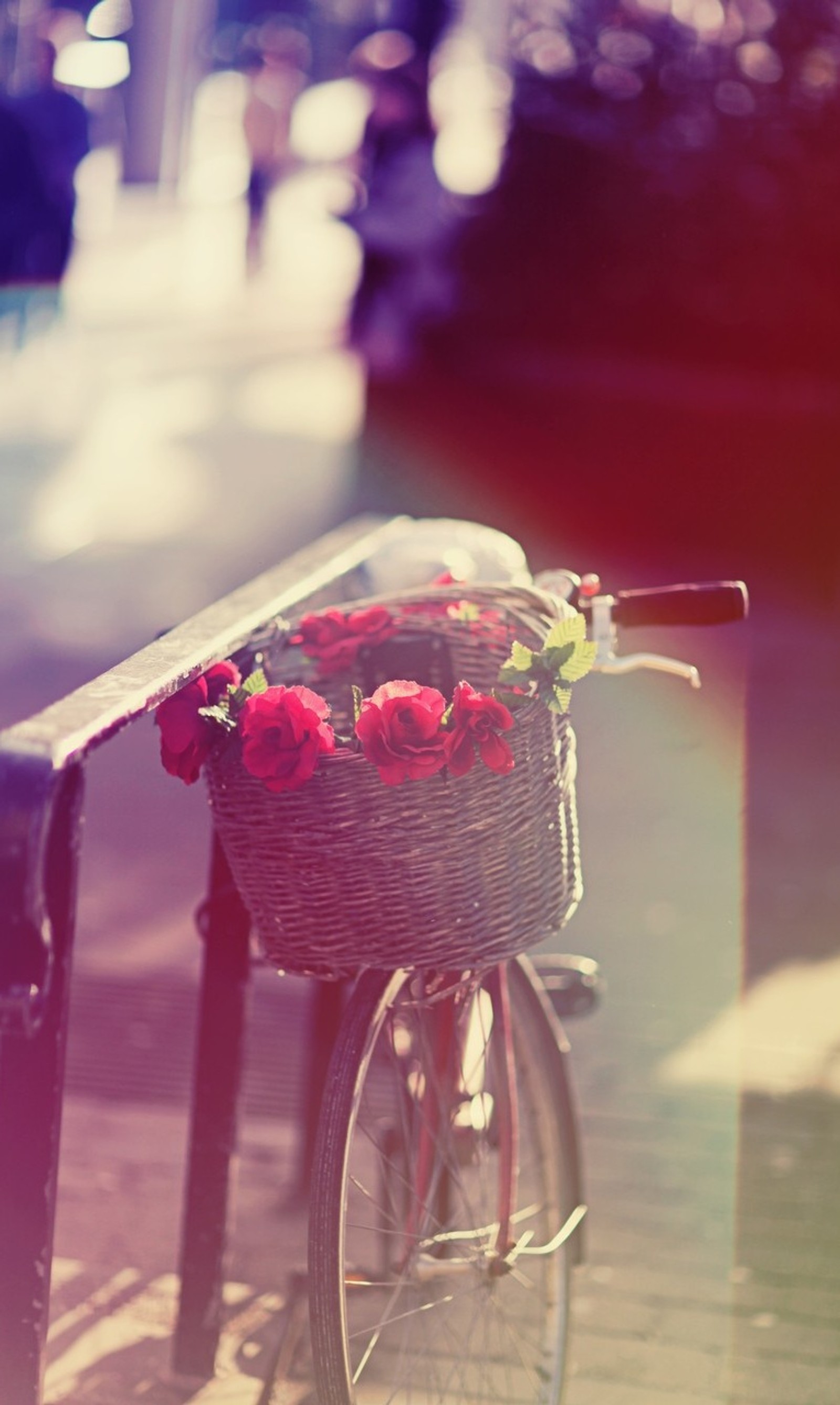 Una bicicleta con una cesta de rosas rojas en la parte delantera (flores, rojo, romántico, rosa)