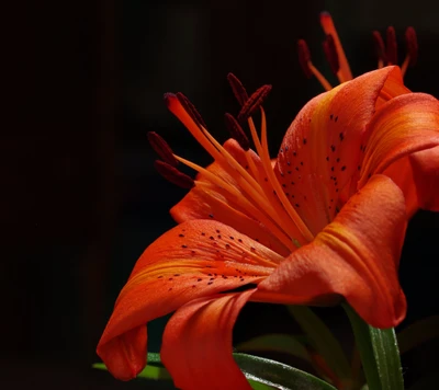 Lírio laranja vibrante em plena floração